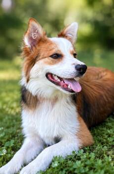 Jethro -  Australian Shepherd and Mixed Breed Dog for Adoption in Russellville, Kentucky - Jethro | PetCurious