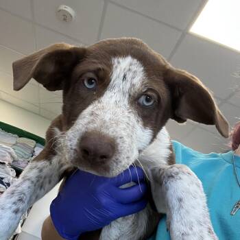 Astrid -  Mixed Breed Dog for Adoption in Las Cruces, New Mexico - Astrid | PetCurious