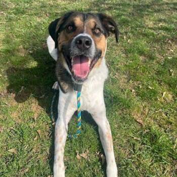 Mixed Breed Dogs Available for Adoption in Philadelphia, Pennsylvania - Pickles | PetCurious