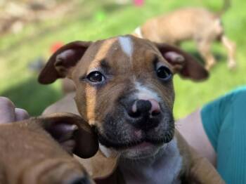Noah -  American Bulldog and Boxer Dog for Adoption in Appin, Ontario - Noah | PetCurious