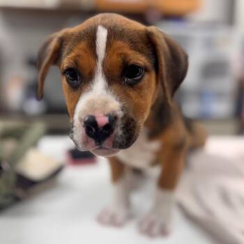 Sharky -  Hound and Mixed Breed Dog for Adoption in Starkville, Mississippi - Sharky | PetCurious