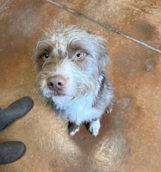 Terrier Dogs Available for Adoption - Percy | PetCurious