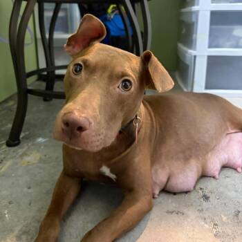 Mixed Breed Dogs Available for Adoption in Pinellas Park, Florida - Harper (Cocoa) | PetCurious