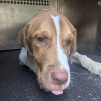 Lindt -  Shepherd and Mixed Breed Dog for Adoption in East Hanover, New Jersey - Lindt | PetCurious