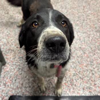 Memphis -  Mixed Breed and Great Pyrenees Dog for Adoption in Salt Lake City, Utah - Memphis | PetCurious