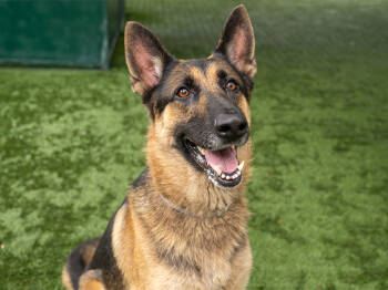Rescue German Shepherd Dog Dogs for Adoption in Pasadena, California - SAINT | PetCurious