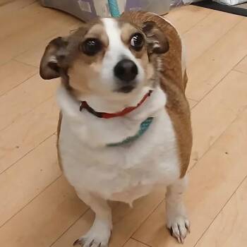 Chihuahua Dogs Available for Adoption in Spokane, Washington - Rango | PetCurious