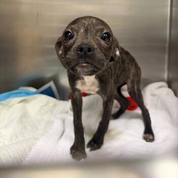 Mixed Breed Dogs Available for Adoption - Dumbo | PetCurious