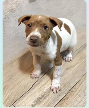 Hound Dogs Available for Adoption in Orlando, Florida - Conrad ( Orlando Fl) | PetCurious
