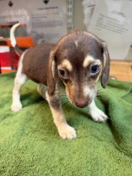 Mercedes -  Dachshund and Beagle Dog Available for Adoption in Lovingston, Virginia - Mercedes | PetCurious