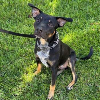 Rescue Shepherd and Rottweiler Dogs for Adoption in Roseville, California - Leo | PetCurious