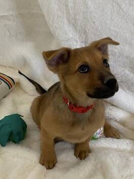 Australian Cattle Dog Blue Heeler Dogs Available for Adoption - Comet | PetCurious