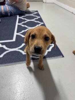 Fudge -  Mixed Breed Dog Available for Adoption in Metter, Georgia - Fudge | PetCurious