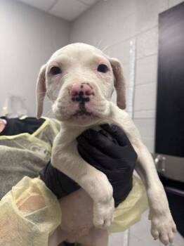 Traveling Man -  Mixed Breed Dog for Adoption in Sevierville, Tennessee - Traveling Man | PetCurious