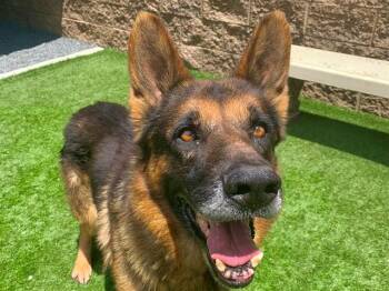JORGE -  German Shepherd Dog and Mixed Breed Dog for Adoption in Moreno Valley, California - JORGE | PetCurious