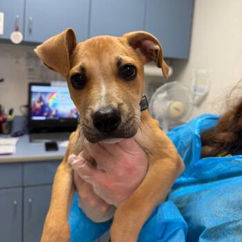 Jefferson -  Mixed Breed Dog for Adoption in Charleston, West Virginia - Jefferson | PetCurious