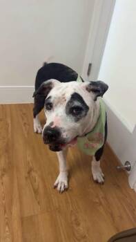 Mella -  Pit Bull Terrier Dog for Adoption in Lincoln, Michigan - Mella | PetCurious