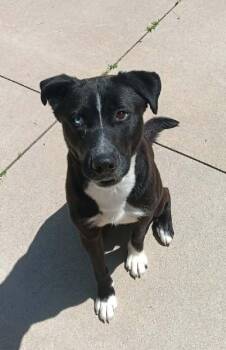 Labrador Retriever and Husky Dogs Available for Adoption in Aurora, Illinois - Sawyer | PetCurious