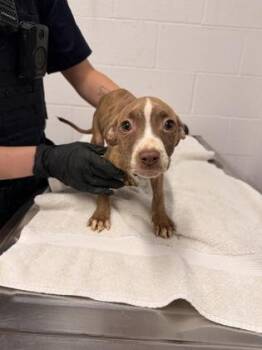 Winifred -  Pit Bull Terrier Dog for Adoption in Cleveland, Ohio - Winifred | PetCurious