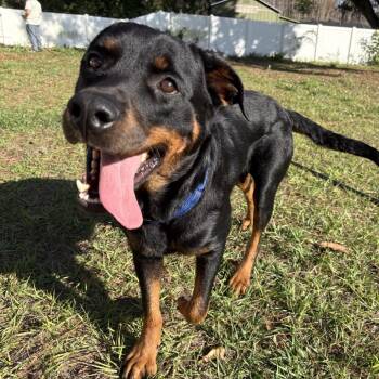 Rottweiler Dogs Available for Adoption - Jelly | PetCurious