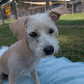 Rescue Terrier Dogs for Adoption in Houston, Texas - Edyn | PetCurious