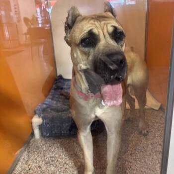 Mona -  Cane Corso Dog for Adoption in Salt Lake City, Utah - Mona | PetCurious