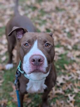 Rescue Pit Bull Terrier and Mixed Breed Dogs for Adoption in Valley View, Ohio - Rosko | PetCurious