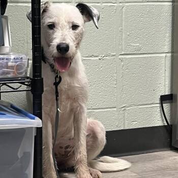 Maizey -  Wirehaired Pointing Griffon Dog for Adoption in Waldorf, Maryland - Maizey | PetCurious