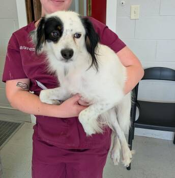 Riddle -  Border Collie Dog for Adoption in Hopkinton, Massachusetts - Riddle | PetCurious