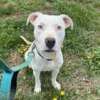 Soup -  Pit Bull Terrier Dog for Adoption in Lynchburg, Virginia - Soup | PetCurious