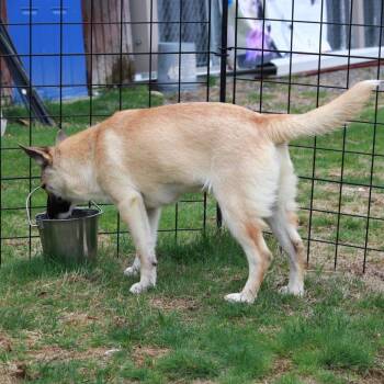 Husky Dogs Available for Adoption in Stormville, New York - CT Sulfira | PetCurious