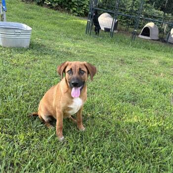 Greg -  Black Mouth Cur Dog for Adoption in Holly Springs, Mississippi - Greg | PetCurious