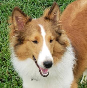 Jack - PENDING -  Shetland Sheepdog Sheltie Dog for Adoption in Chapel Hill, Tennessee - Jack - PENDING | PetCurious