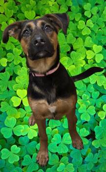 Shepherd Dogs Available for Adoption - Deena | PetCurious