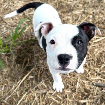 Poppy -  Pit Bull Terrier Dog for Adoption in Smithfield, North Carolina - Poppy | PetCurious
