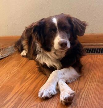 1098 Sandi -  Australian Shepherd Dog for Adoption in Ringwood, Illinois - 1098 Sandi | PetCurious