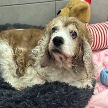 Cocker Spaniel Dogs Available for Adoption in Oak Brook, Illinois - Lucy | PetCurious