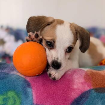 Flame -  Wirehaired Terrier and Mixed Breed Dog for Adoption in Green Bay, Wisconsin - Flame | PetCurious