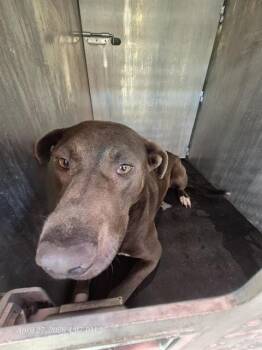 American Staffordshire Terrier Dogs Available for Adoption in San Antonio, Texas - OASIS | PetCurious