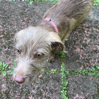CT Justice -  Poodle and Mixed Breed Dog for Adoption in Stormville, New York - CT Justice | PetCurious