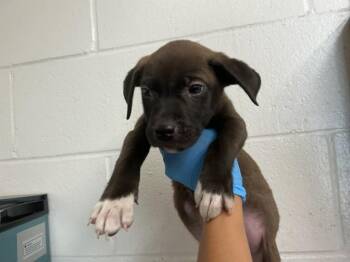 BINGO -  Pit Bull Terrier Dog for Adoption in San Bernardino, California - BINGO | PetCurious