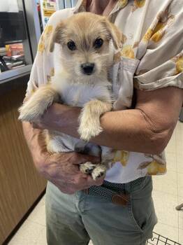 Rescue Chihuahua and Mixed Breed Dogs for Adoption in Stockton, California - BUSTER | PetCurious