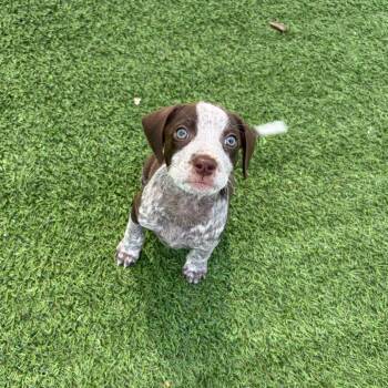 Sunny 1113 -  Australian Cattle Dog Blue Heeler and Mixed Breed Dog for Adoption in Loxahatchee Groves, Florida - Sunny 1113 | PetCurious