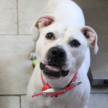 Rescue Pit Bull Terrier Dogs for Adoption in Austin, Texas - Angie | PetCurious