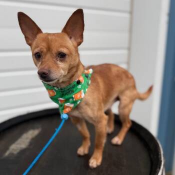 Chihuahua Dogs Available for Adoption - Yang | PetCurious