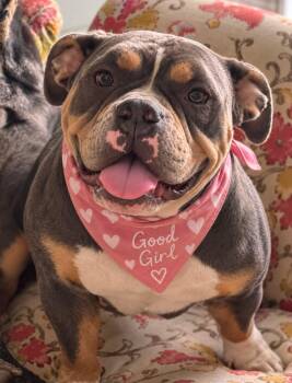 Indie -  American Bully Dog for Adoption in Houston, Texas - Indie | PetCurious