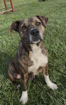 PEPPERMINT -  Pit Bull Terrier Dog for Adoption in Rosenberg, Texas - PEPPERMINT | PetCurious