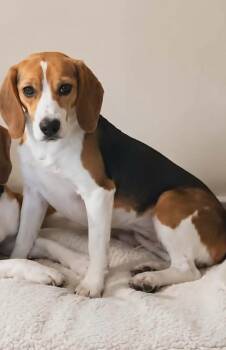 Jade Freegle -  Beagle Dog for Adoption in Waunakee, Wisconsin - Jade Freegle | PetCurious