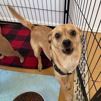 Chihuahua Dogs Available for Adoption in Redwood Valley, California - Love Bug | PetCurious