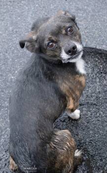 Chihuahua and Dachshund Dogs Available for Adoption in Albany, New York - Jaspar | PetCurious